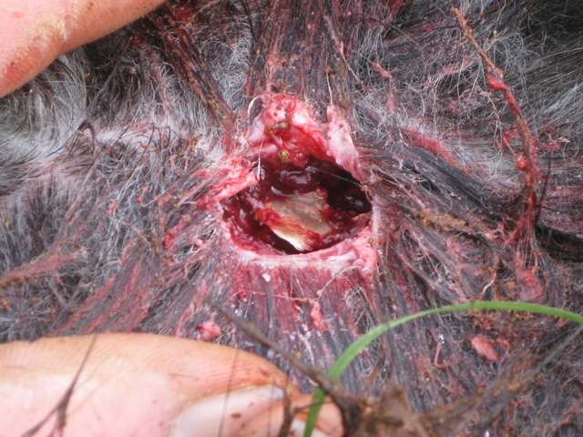 goat quatering jacket fragment for web.jpg